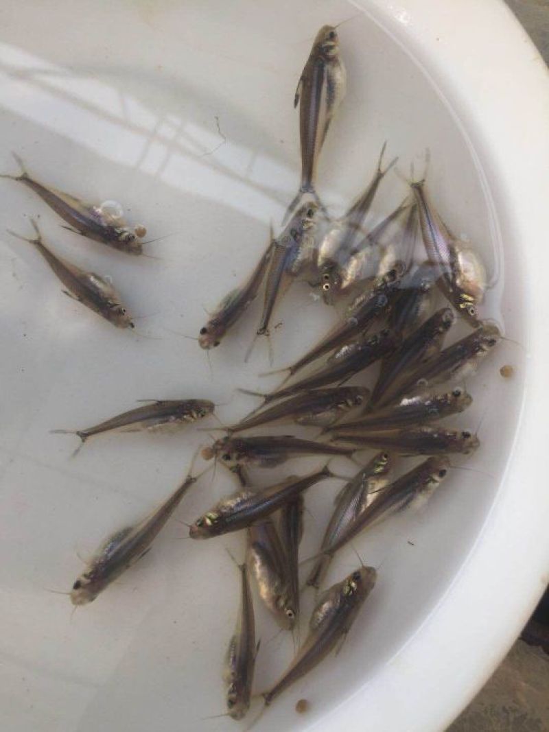 巴沙鱼。巴沙鱼苗