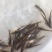 巴沙鱼。巴沙鱼苗