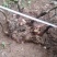 映山红