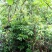 云南高山杜鹃马樱花观花植物盆景室内植物大量供应