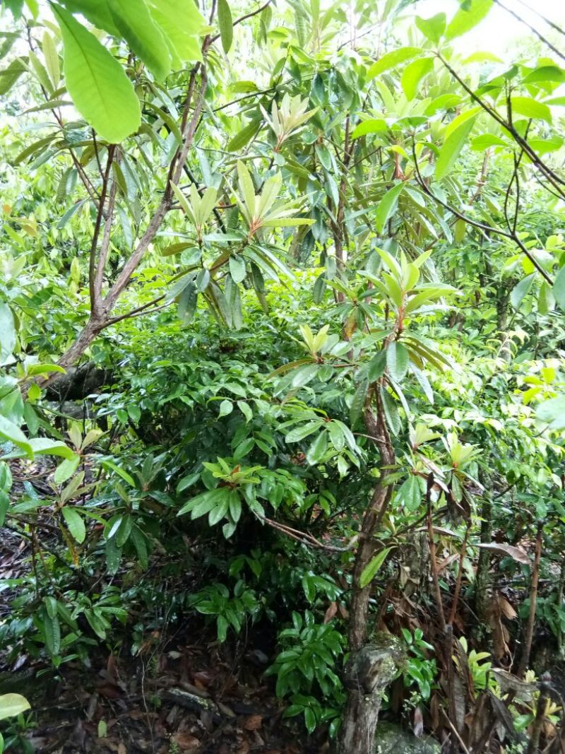 云南高山杜鹃马樱花观花植物盆景室内植物大量供应