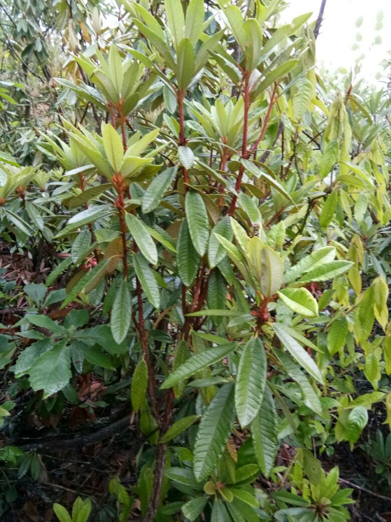 云南高山杜鹃马樱花观花植物盆景室内植物大量供应