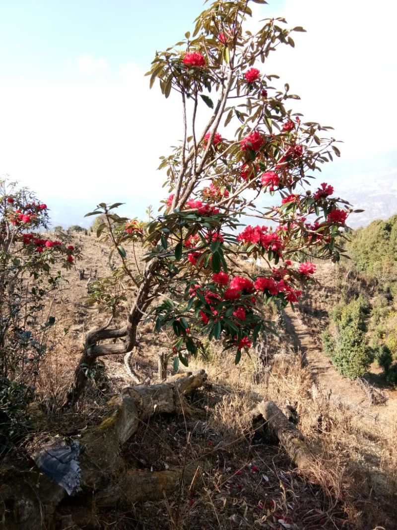 云南高山杜鹃马樱花观花植物盆景室内植物大量供应