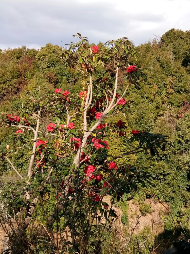 云南高山杜鹃马樱花观花植物盆景室内植物大量供应