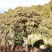 云南高山杜鹃马樱花观花植物盆景室内植物大量供应