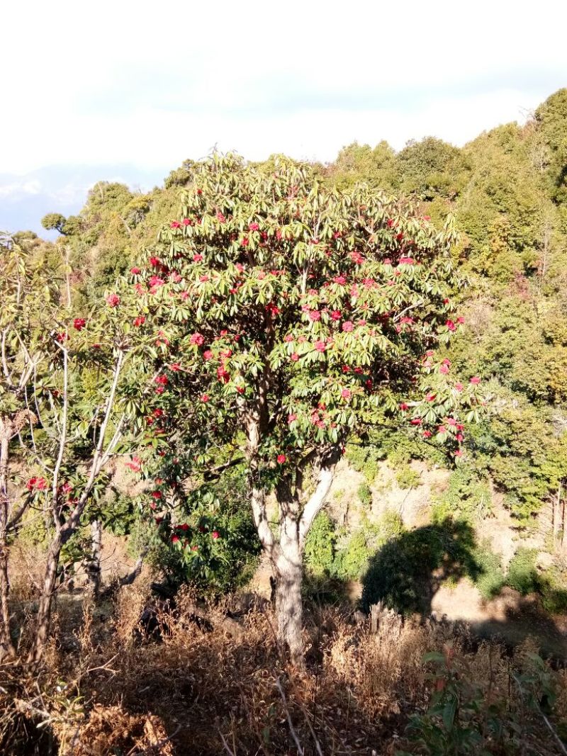 云南高山杜鹃马樱花观花植物盆景室内植物大量供应