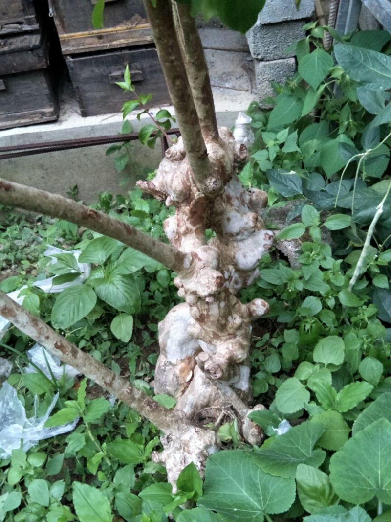 紫薇树庄，精品待出售。