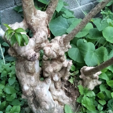 紫薇树庄，精品待出售。