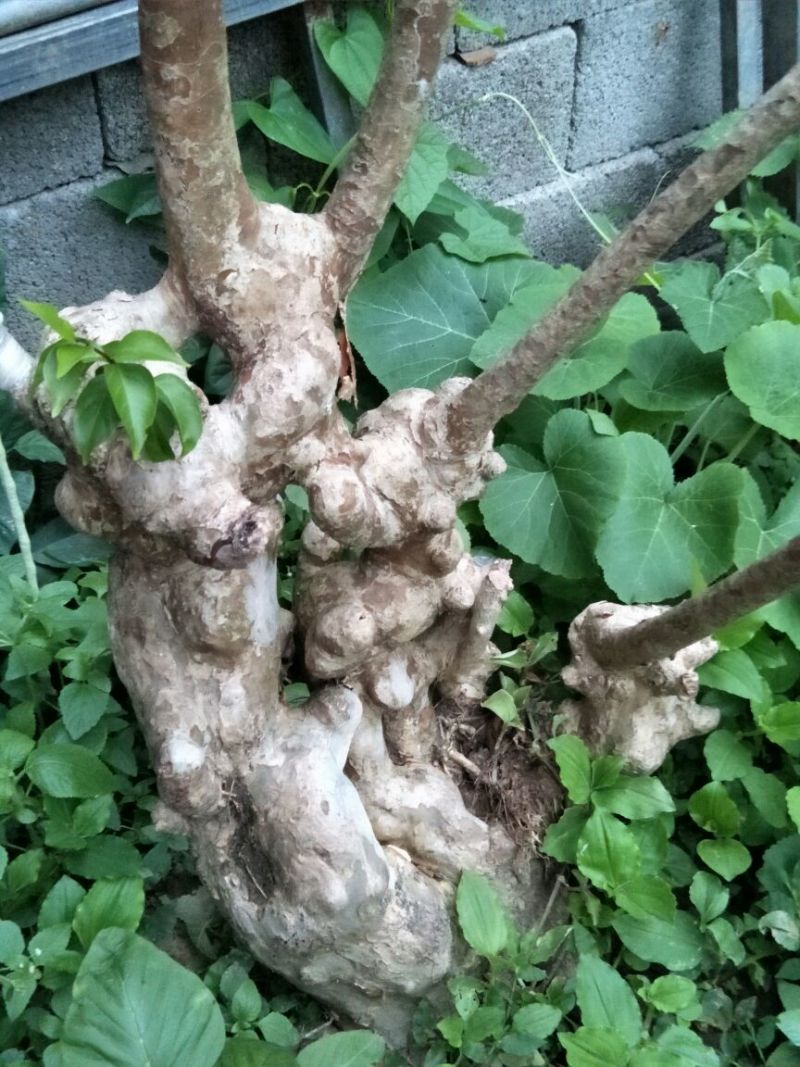 紫薇树庄，精品待出售。