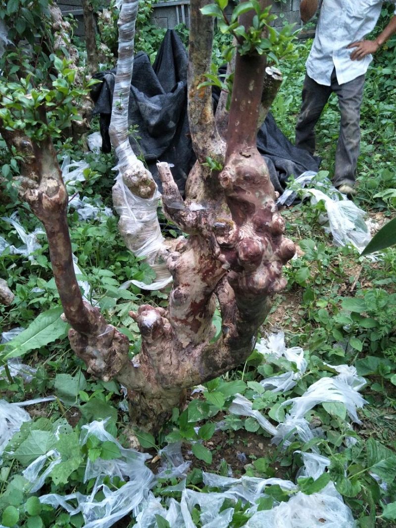 紫薇树庄，精品待出售。
