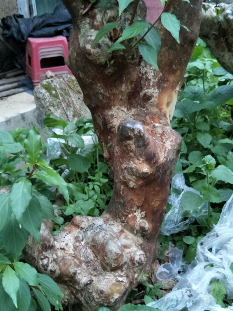 紫薇树庄，精品待出售。