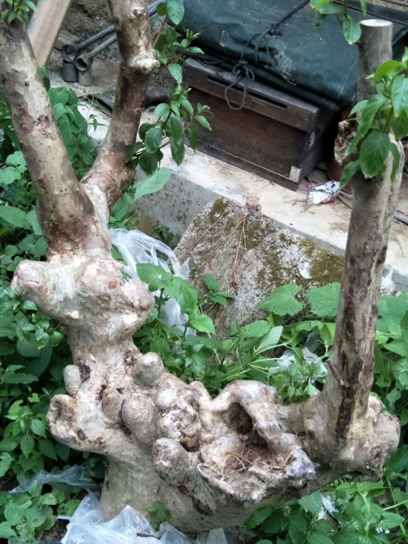 紫薇树庄，精品待出售。