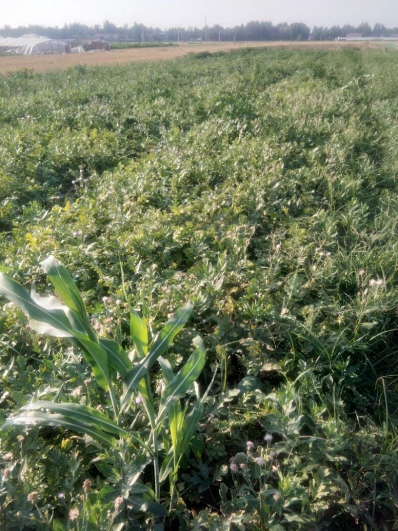 龙卷风二茬瓜个小