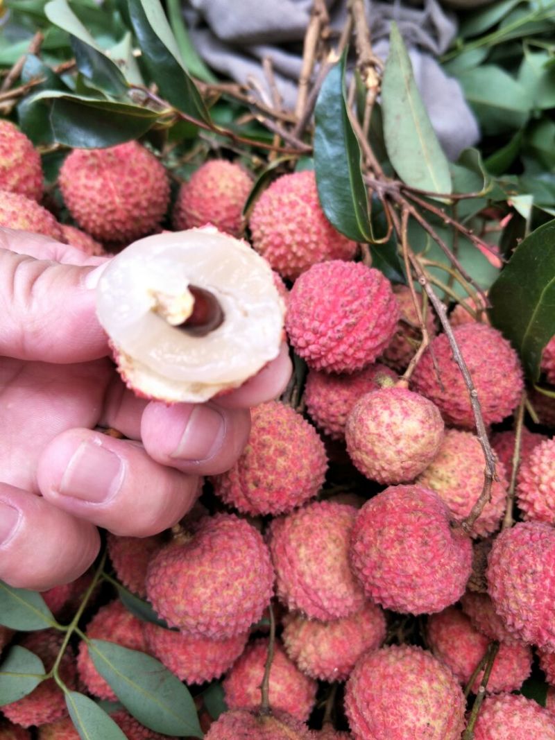 荔枝桂味品种