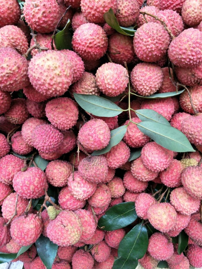 荔枝桂味品种