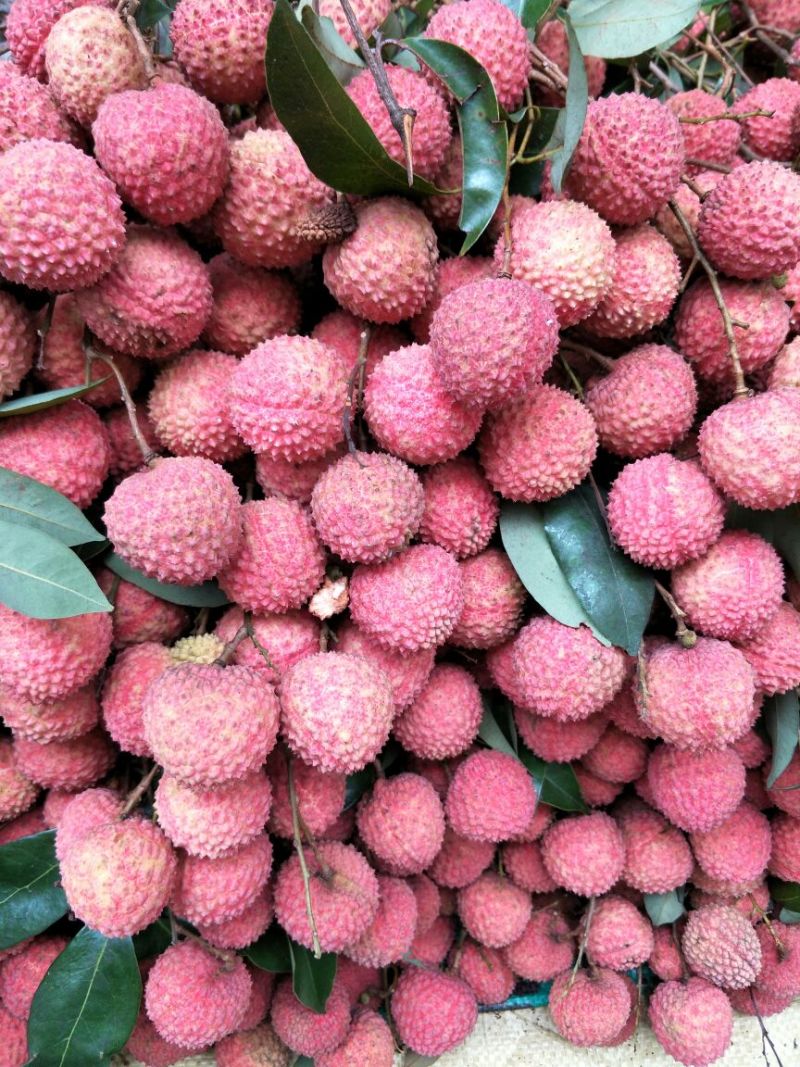 荔枝桂味品种