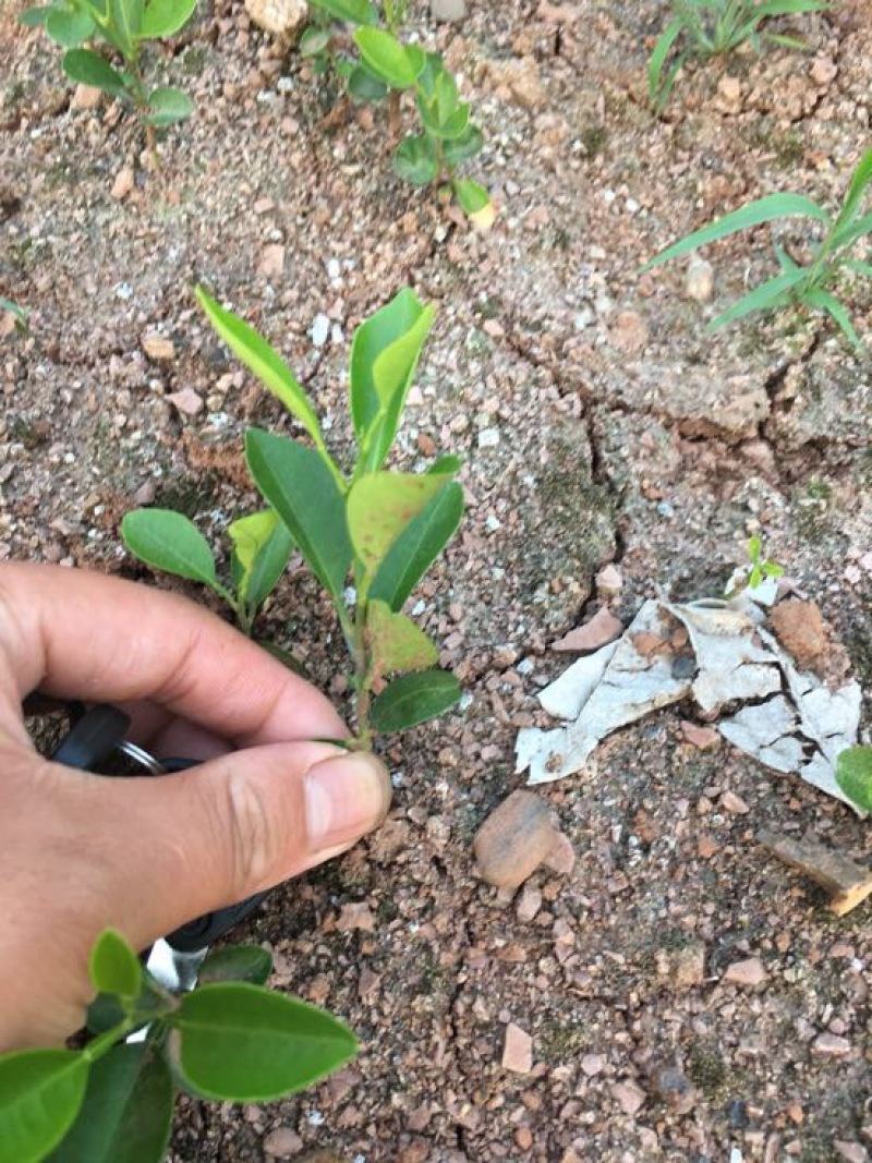 红橘苗30cm以下