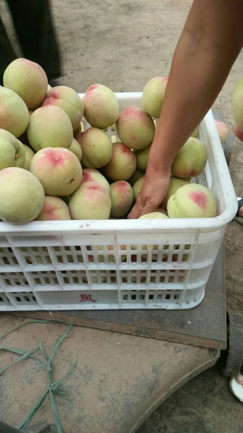 新鲜的深州鲜
