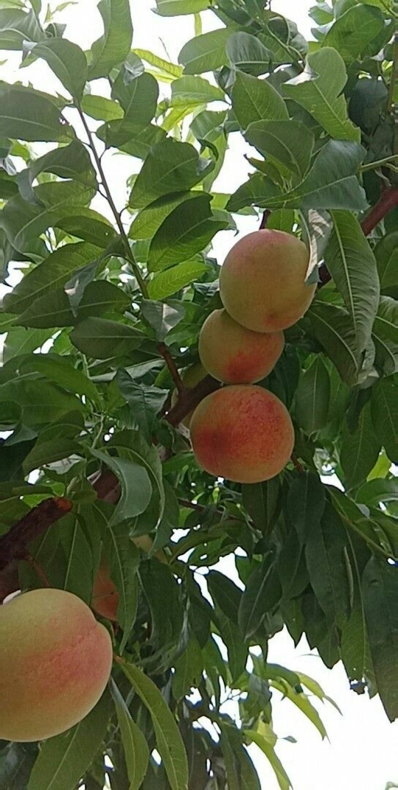 新鲜的深州鲜
