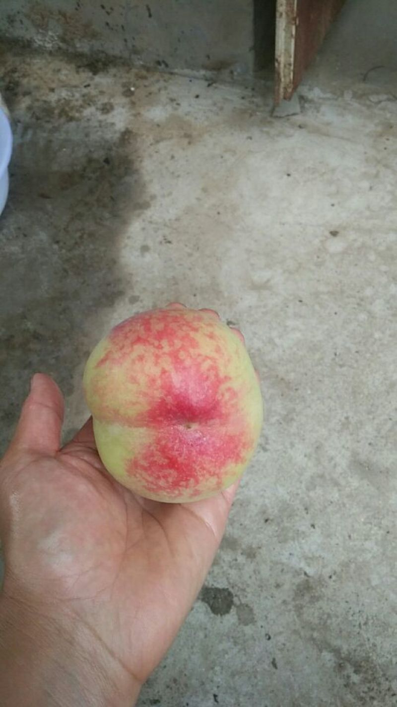 新鲜的深州鲜