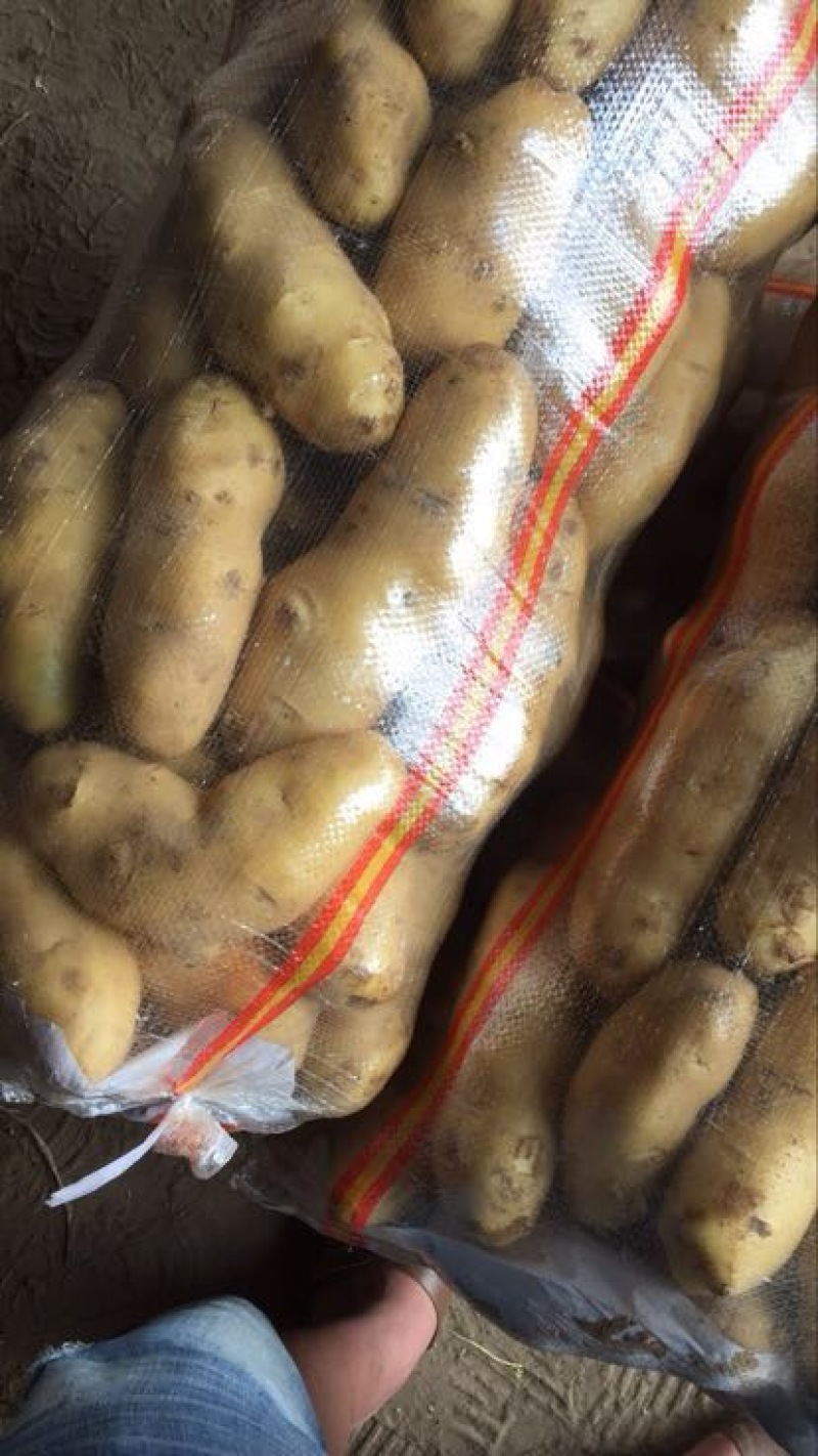 荷兰十五土豆2两以上通货