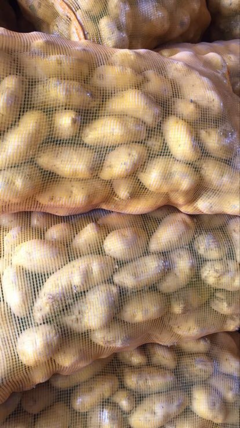 荷兰十五土豆2两以上通货