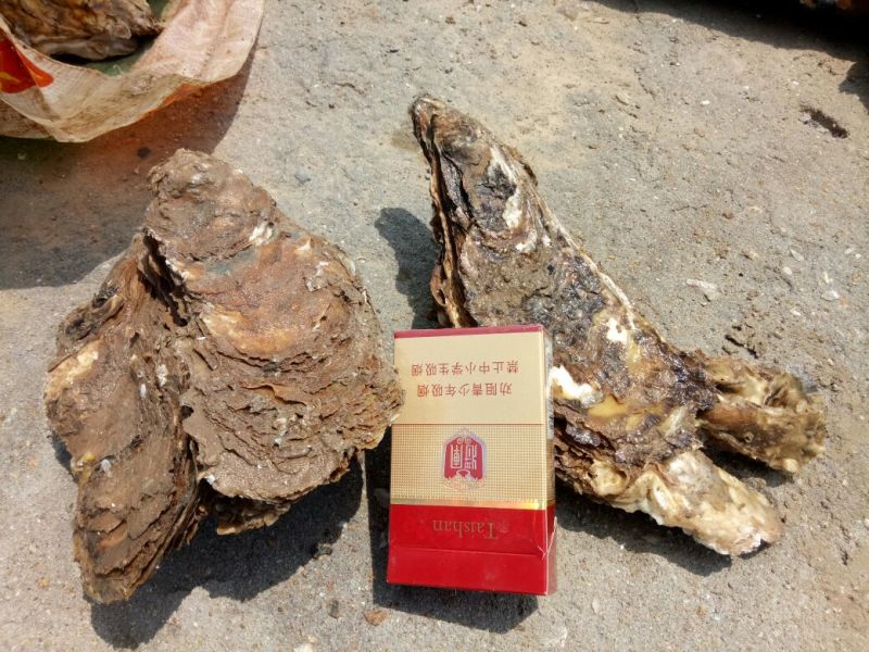 海蛎食用鲜活