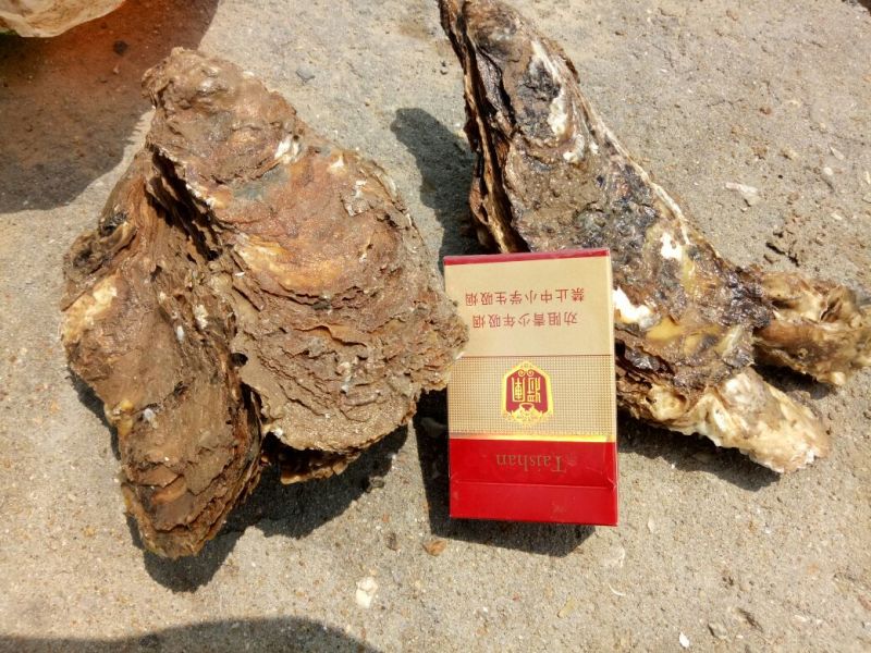 海蛎食用鲜活