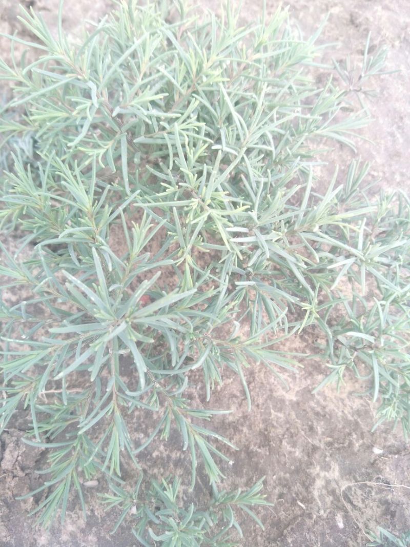 学名龙须菜，当地叫黄喜菜，纯野生，可凉拌