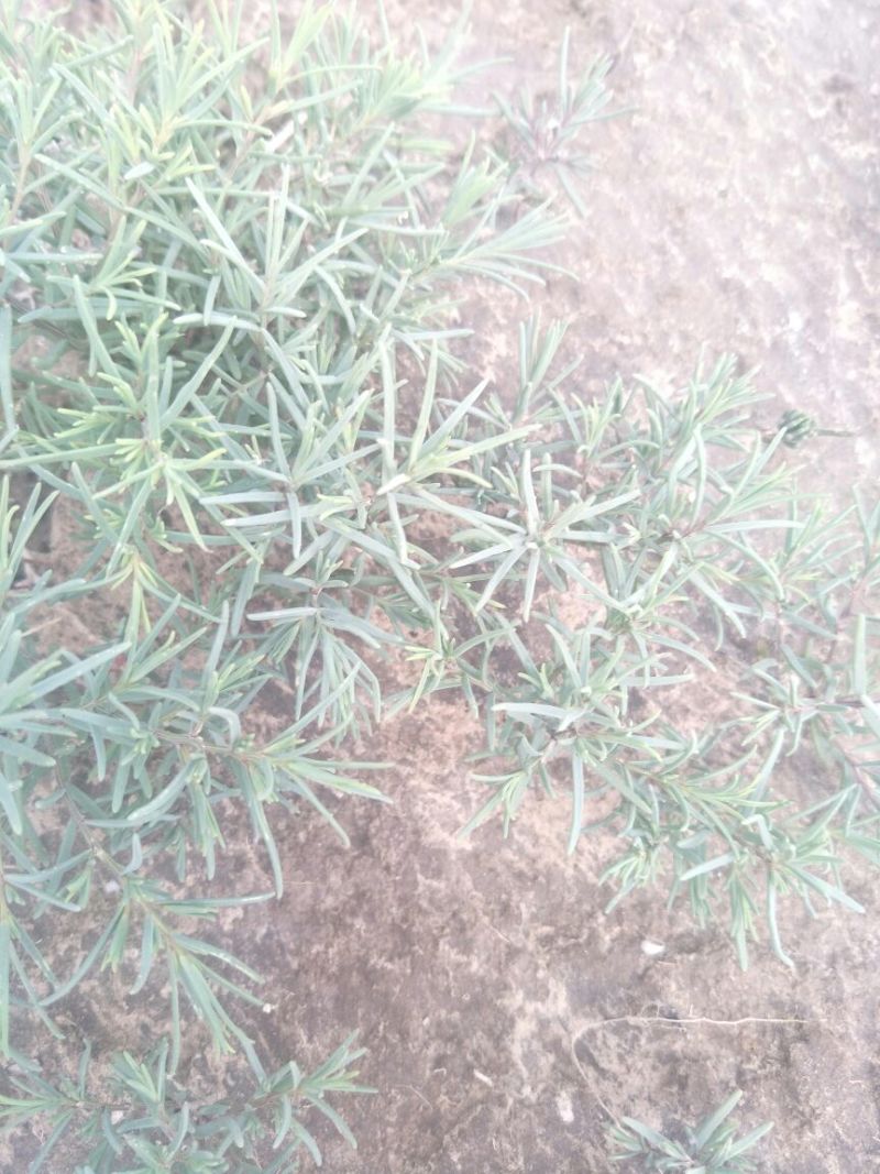 学名龙须菜，当地叫黄喜菜，纯野生，可凉拌