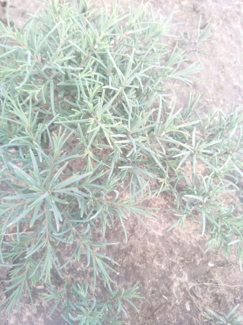 学名龙须菜，当地叫黄喜菜，纯野生，可凉拌