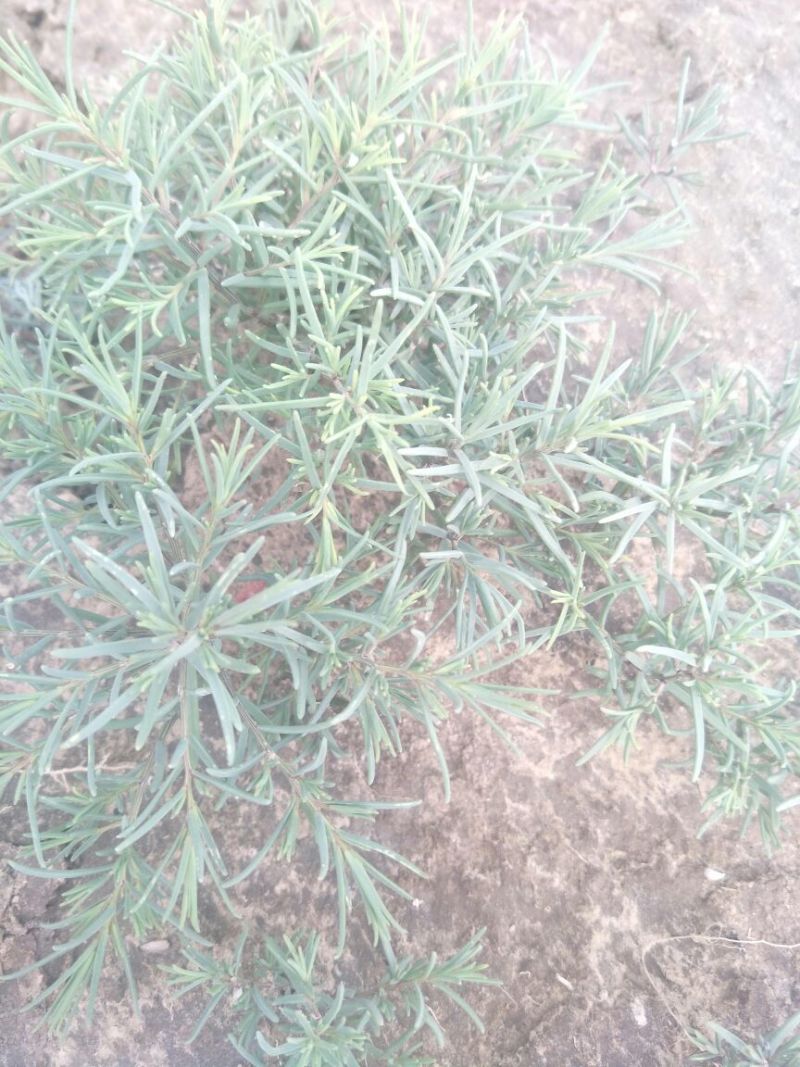 学名龙须菜，当地叫黄喜菜，纯野生，可凉拌