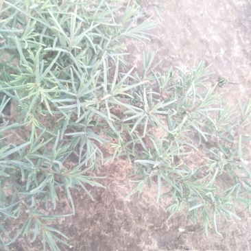学名龙须菜，当地叫黄喜菜，纯野生，可凉拌