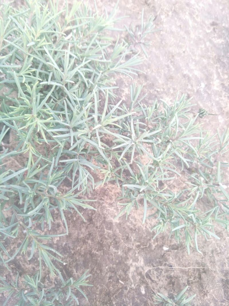 学名龙须菜，当地叫黄喜菜，纯野生，可凉拌