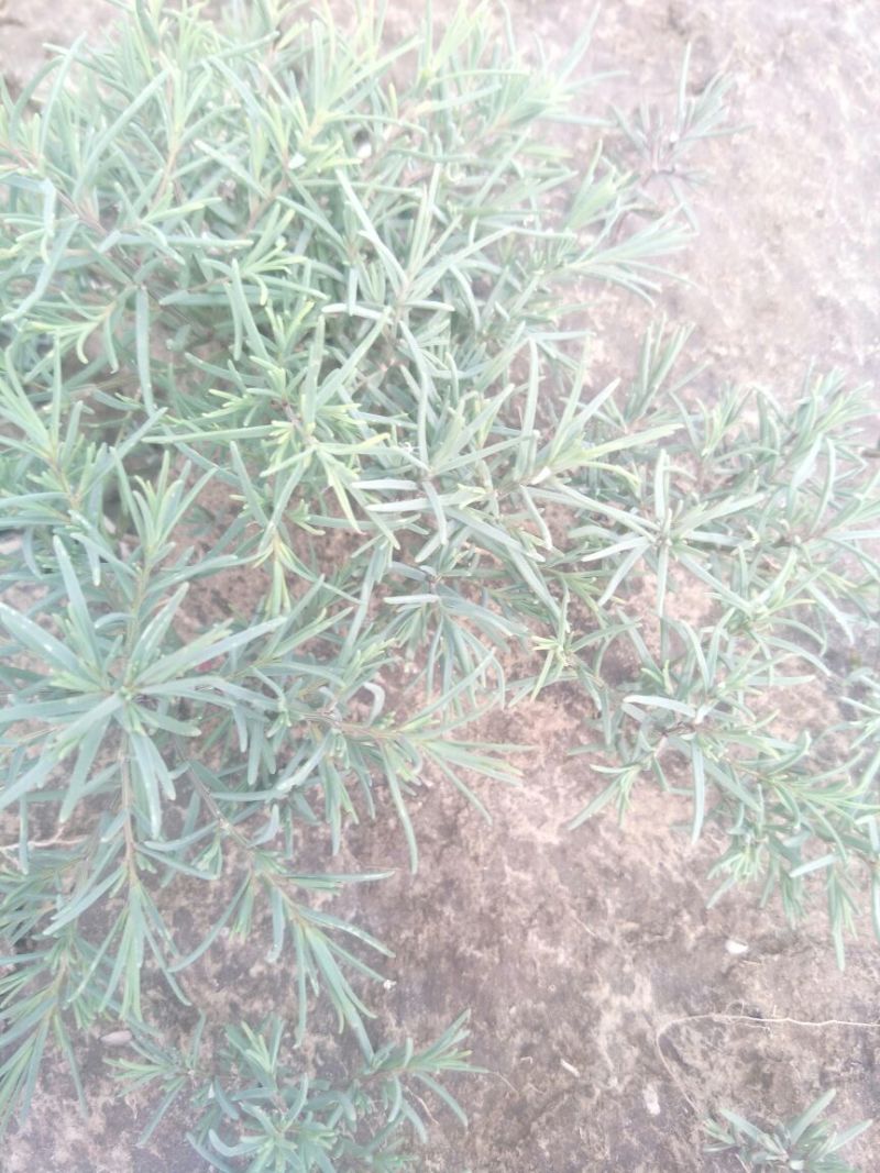 学名龙须菜，当地叫黄喜菜，纯野生，可凉拌