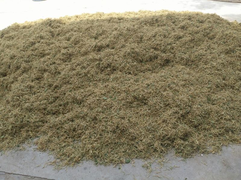 山东地产金银花各种规格的欢迎要货的老板们联系