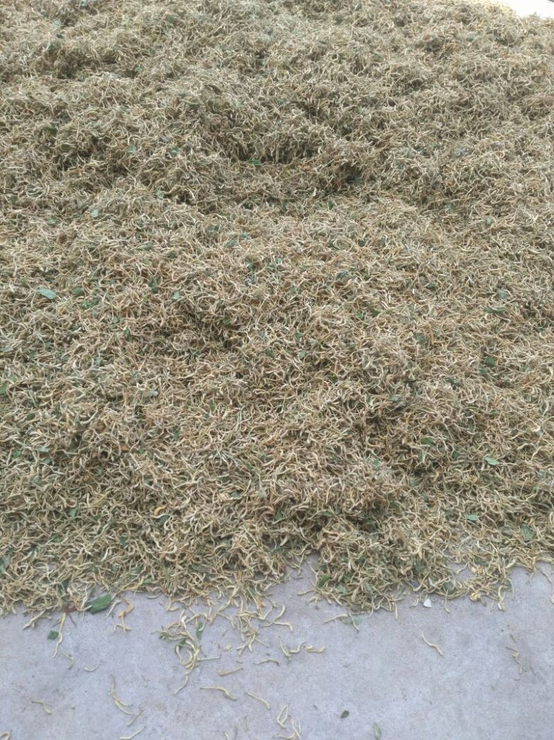 山东地产金银花各种规格的欢迎要货的老板们联系