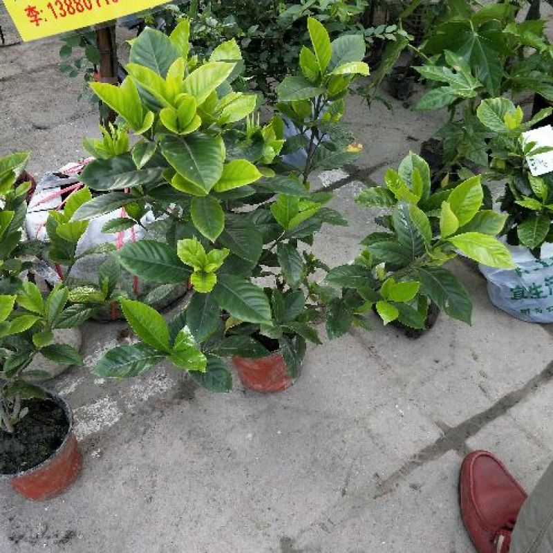 栀子花苗自产自销绿化工程苗品种多质量好
