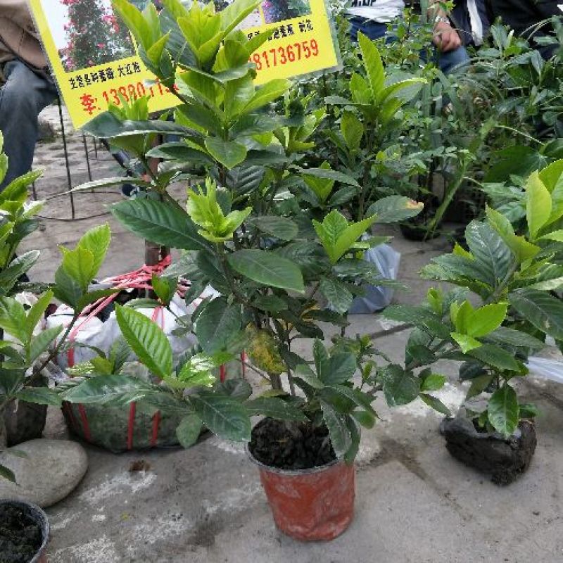 栀子花苗自产自销绿化工程苗品种多质量好