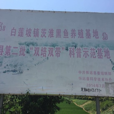 黑鱼苗人工养殖