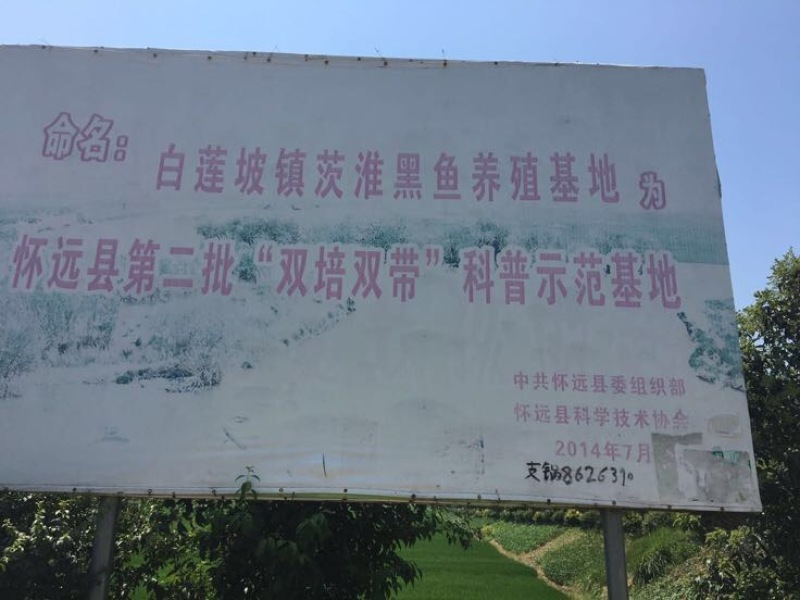 黑鱼苗人工养殖