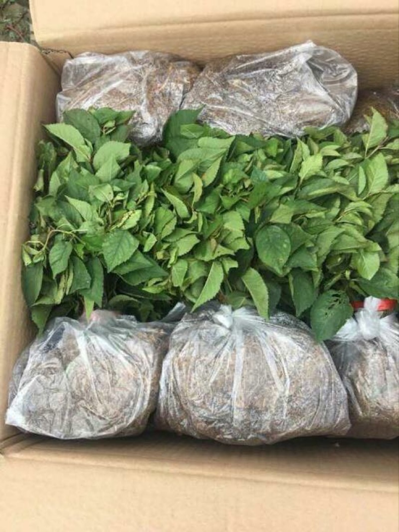 吉塞拉樱桃苗吉塞拉6号樱桃砧木苗吉塞拉12号树苗