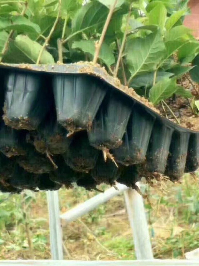 吉塞拉樱桃苗吉塞拉6号樱桃砧木苗吉塞拉12号树苗