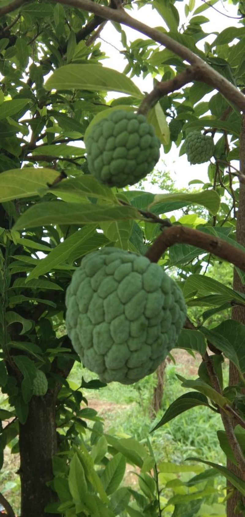 释迦果