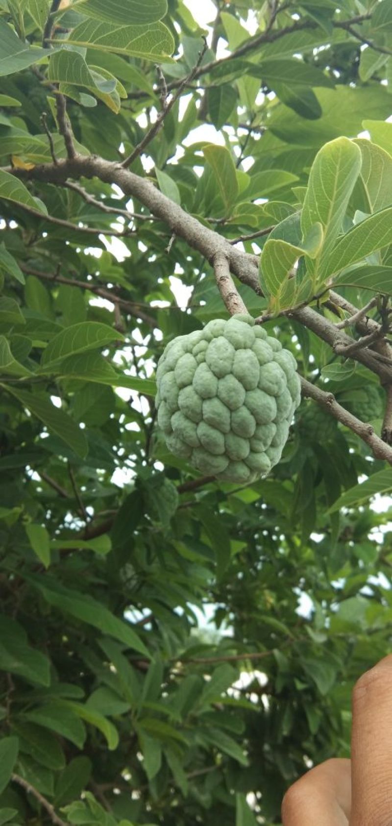 释迦果