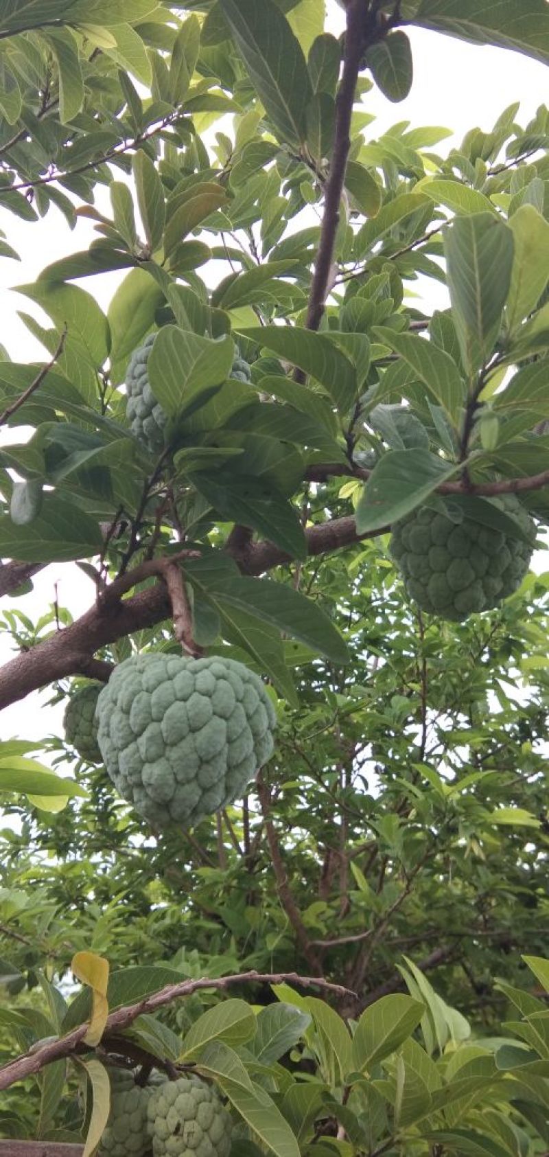 释迦果
