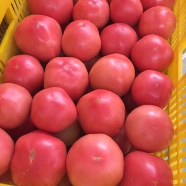 大红硬果精品硬粉弧三以上