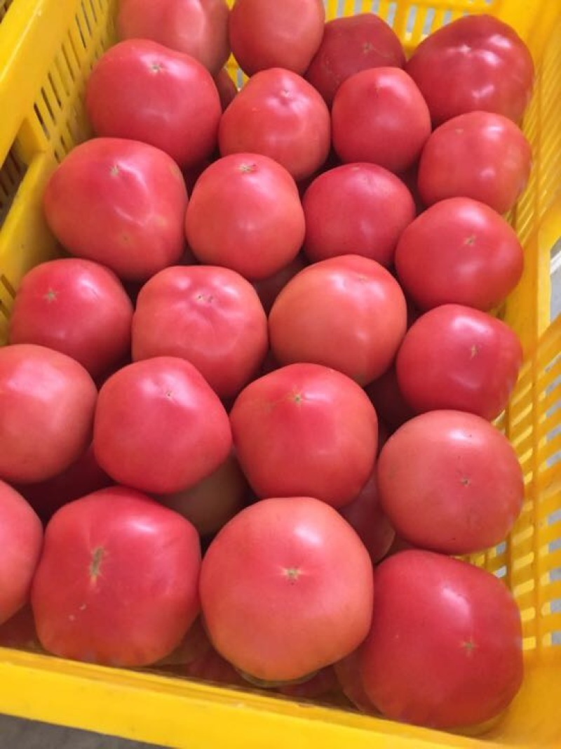 大红硬果精品硬粉弧三以上