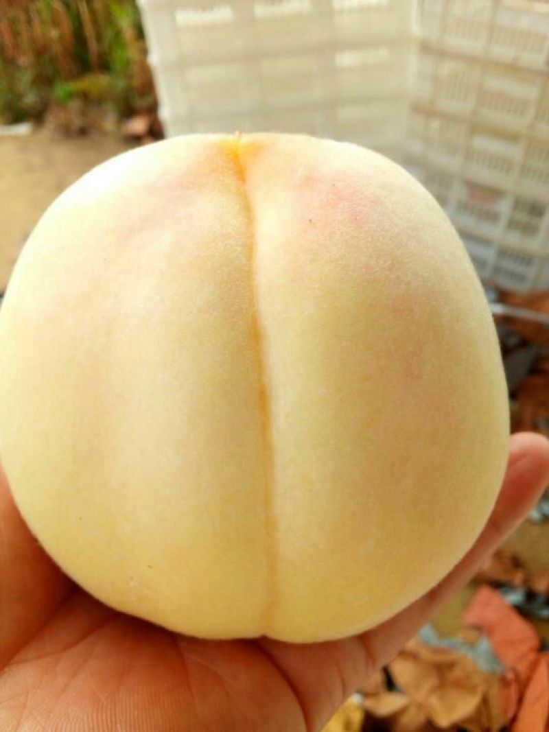 优质水蜜桃