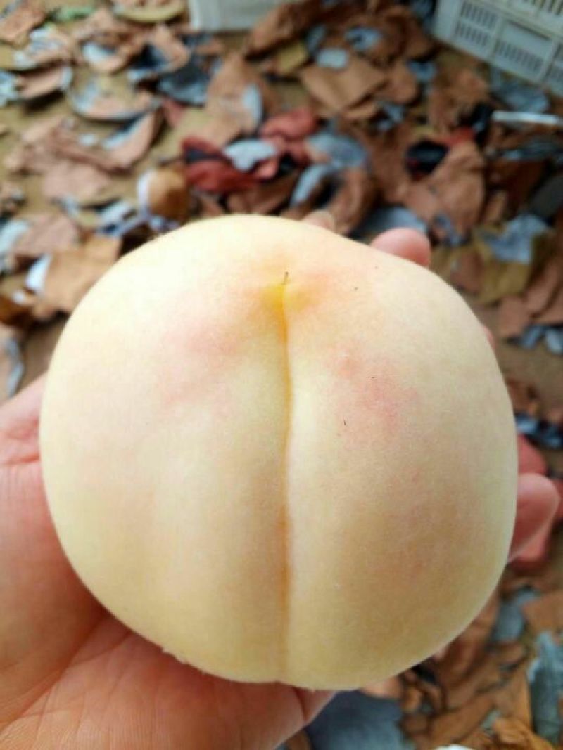 优质水蜜桃